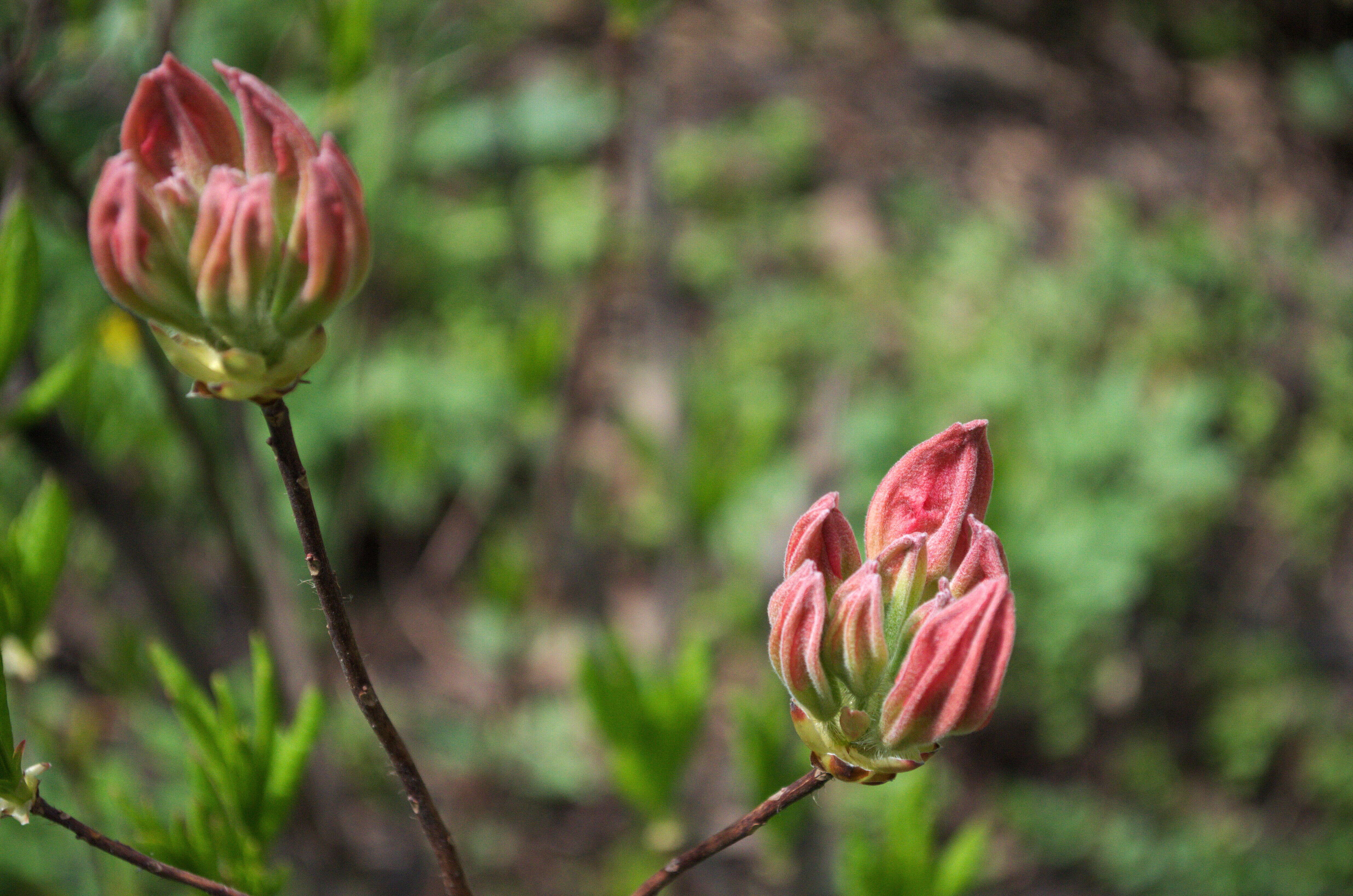 Image of Rhododendron molle (Bl.) G. Don