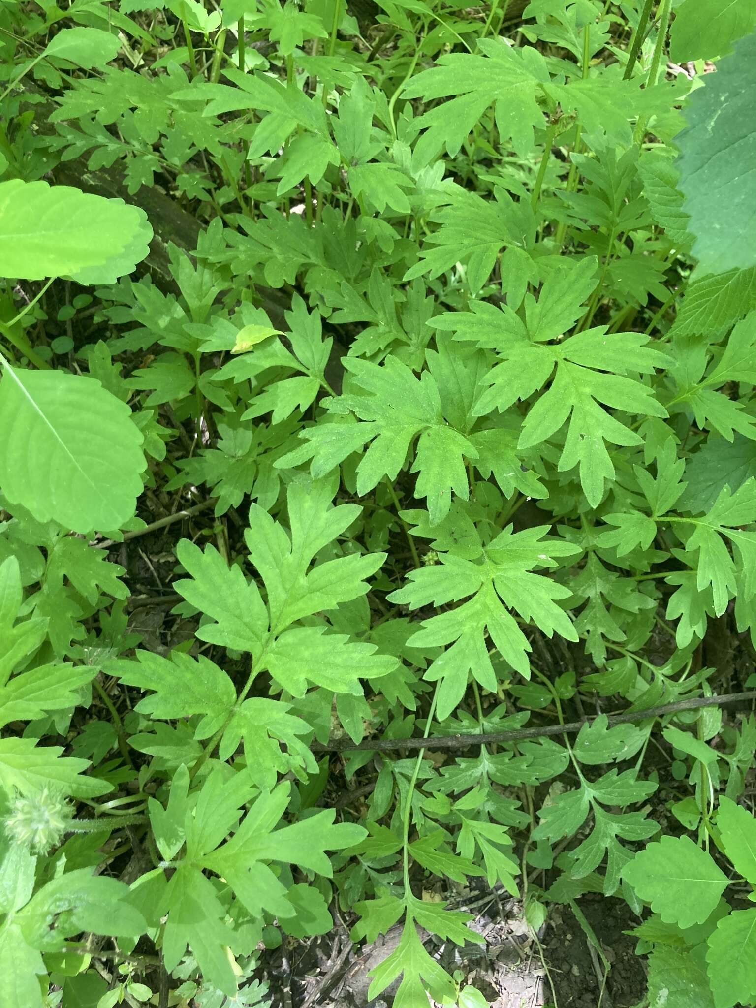 Image of Brown's waterleaf