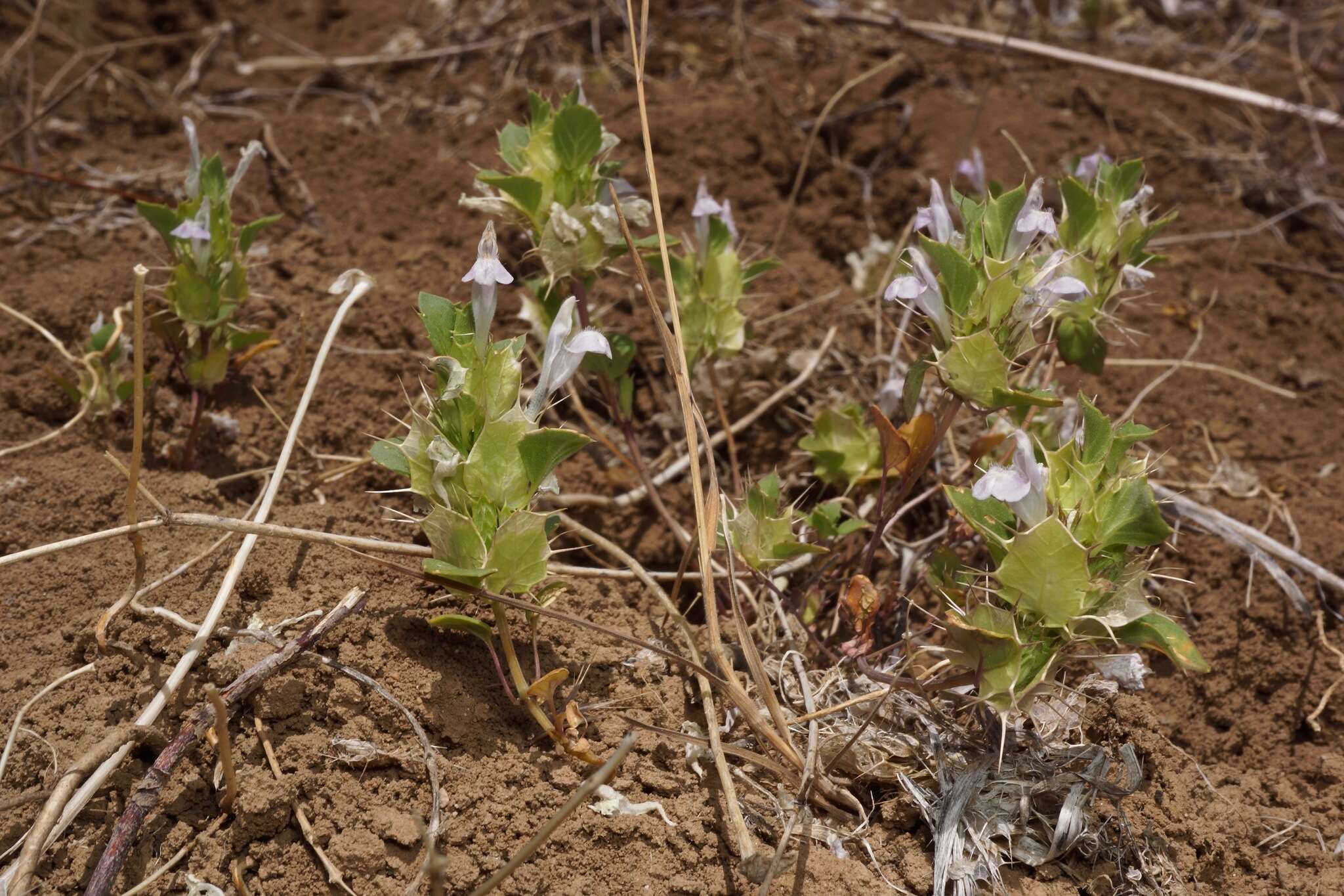 Image of heartleaf thorn-mint