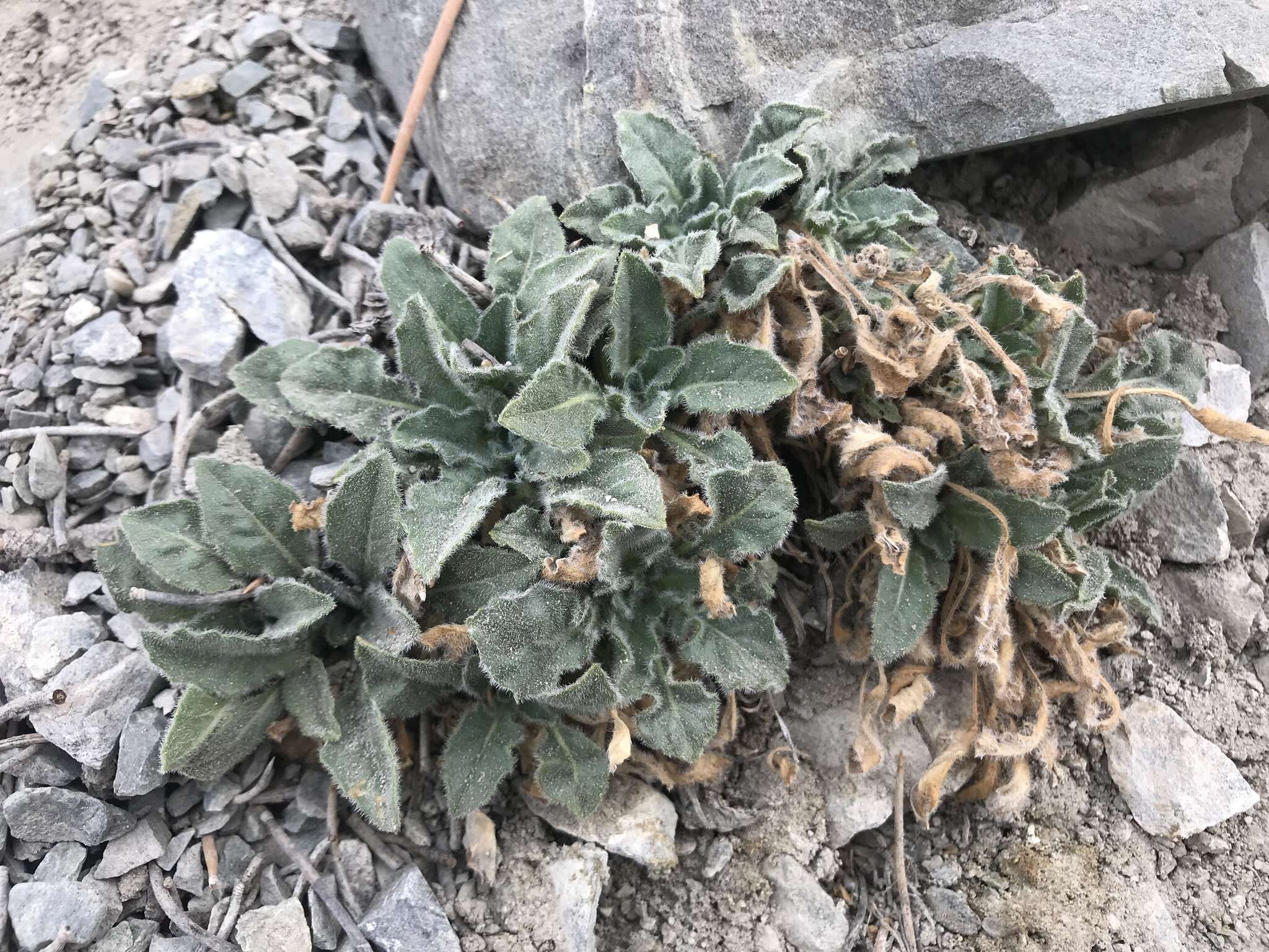 Imagem de Oenothera cespitosa subsp. crinita (Munz) Munz