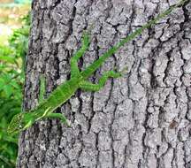 Image of Cuban Giant Anole