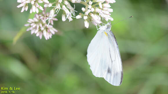 Imagem de Pieris melete Ménétriès 1857