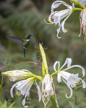 Image of White-throated Daggerbill