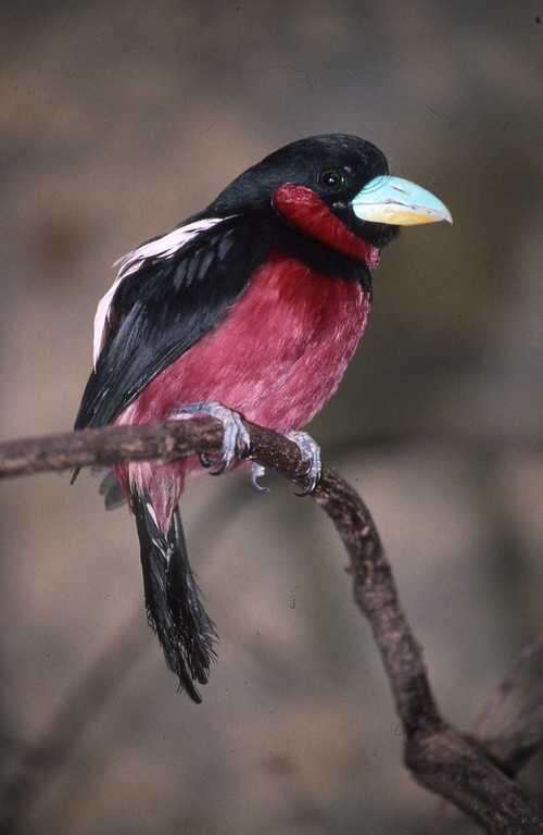 Image of broadbills