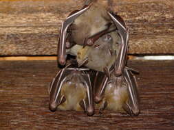 Image of Common Short-nosed Fruit Bat