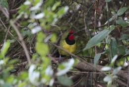 Image of Doherty's Bush Shrike