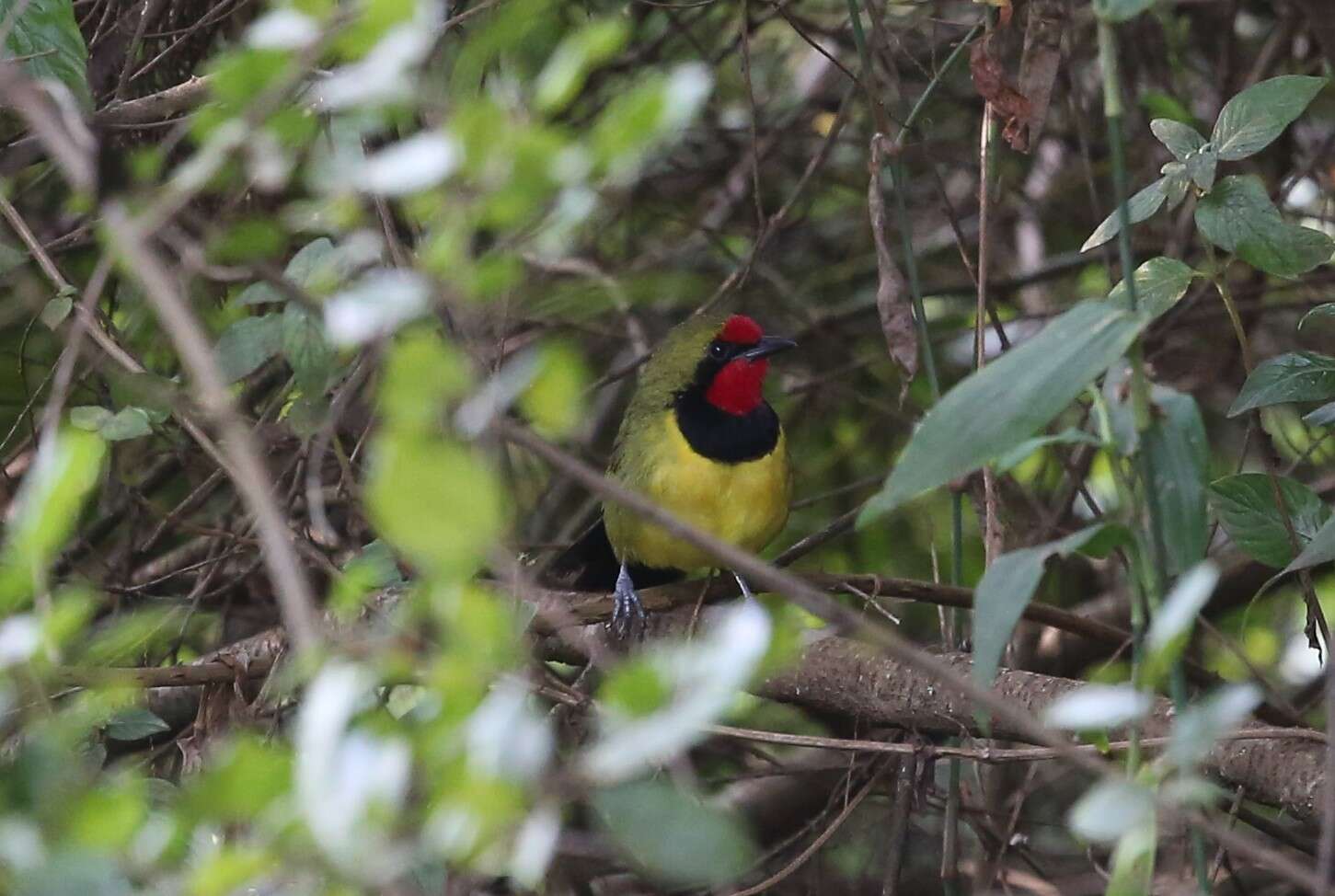 Image of Doherty's Bush Shrike