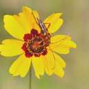 Image of Six-spotted Flower Strangalia