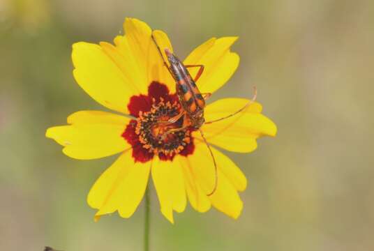 Image of Six-spotted Flower Strangalia