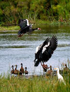 Image of White-faced Whistling Duck