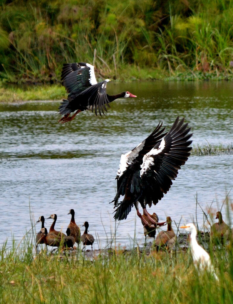 Image of White-faced Whistling Duck