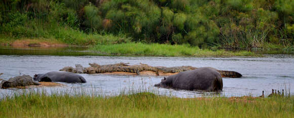 Image of Nile crocodile