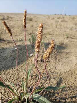 Image of gray pubescent plantain