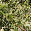 Image of island mountain mahogany