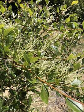 Image of island mountain mahogany