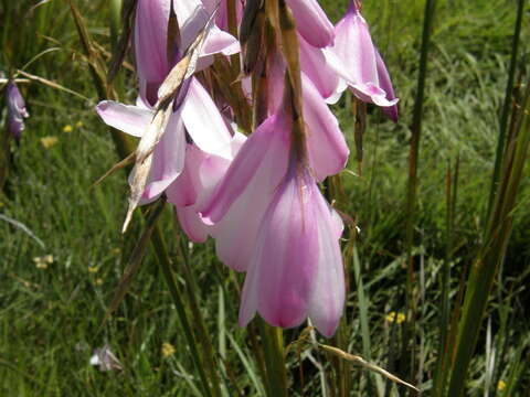 Image of Dierama pulcherrimum (Hook. fil.) Baker