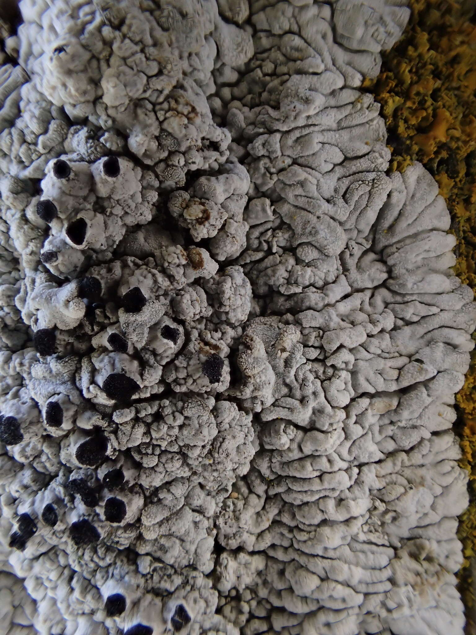 Image of California thelomma lichen