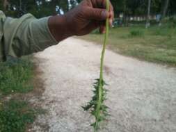 Image of Milk thistle