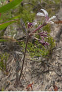 Image of Pelargonium caledonicum L. Bolus