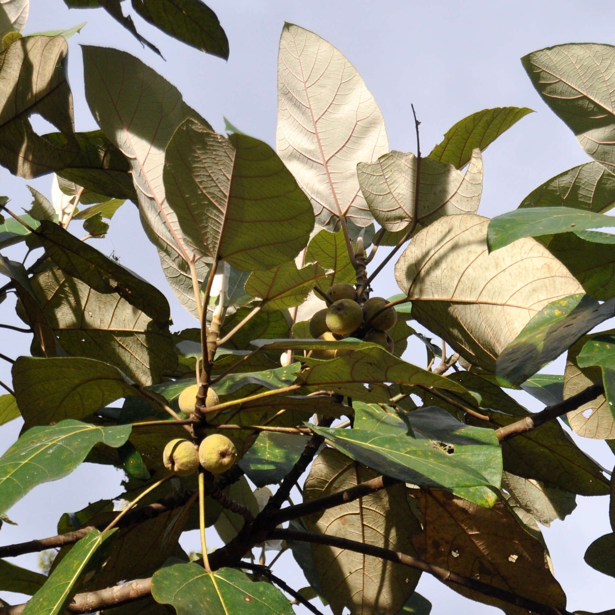 Image of Ficus padana Burm. fil.