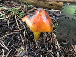 Image of Hygrocybe singeri (A. H. Sm. & Hesler) Singer 1958