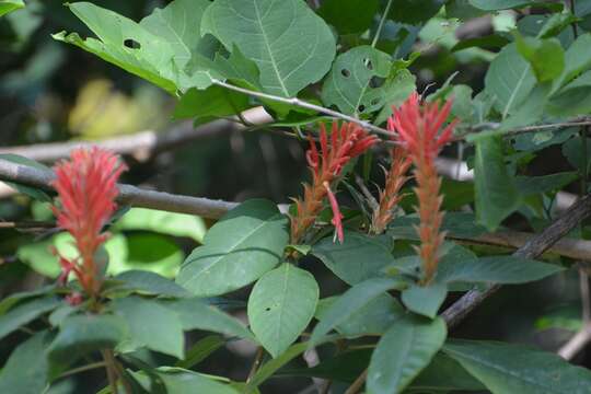 Image de Aphelandra scabra (Vahl) Sm.