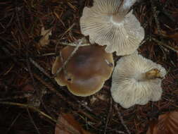 Image of Clitocybe