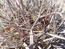 Ferocactus chrysacanthus subsp. grandiflorus (G. E. Linds.) N. P. Taylor resmi