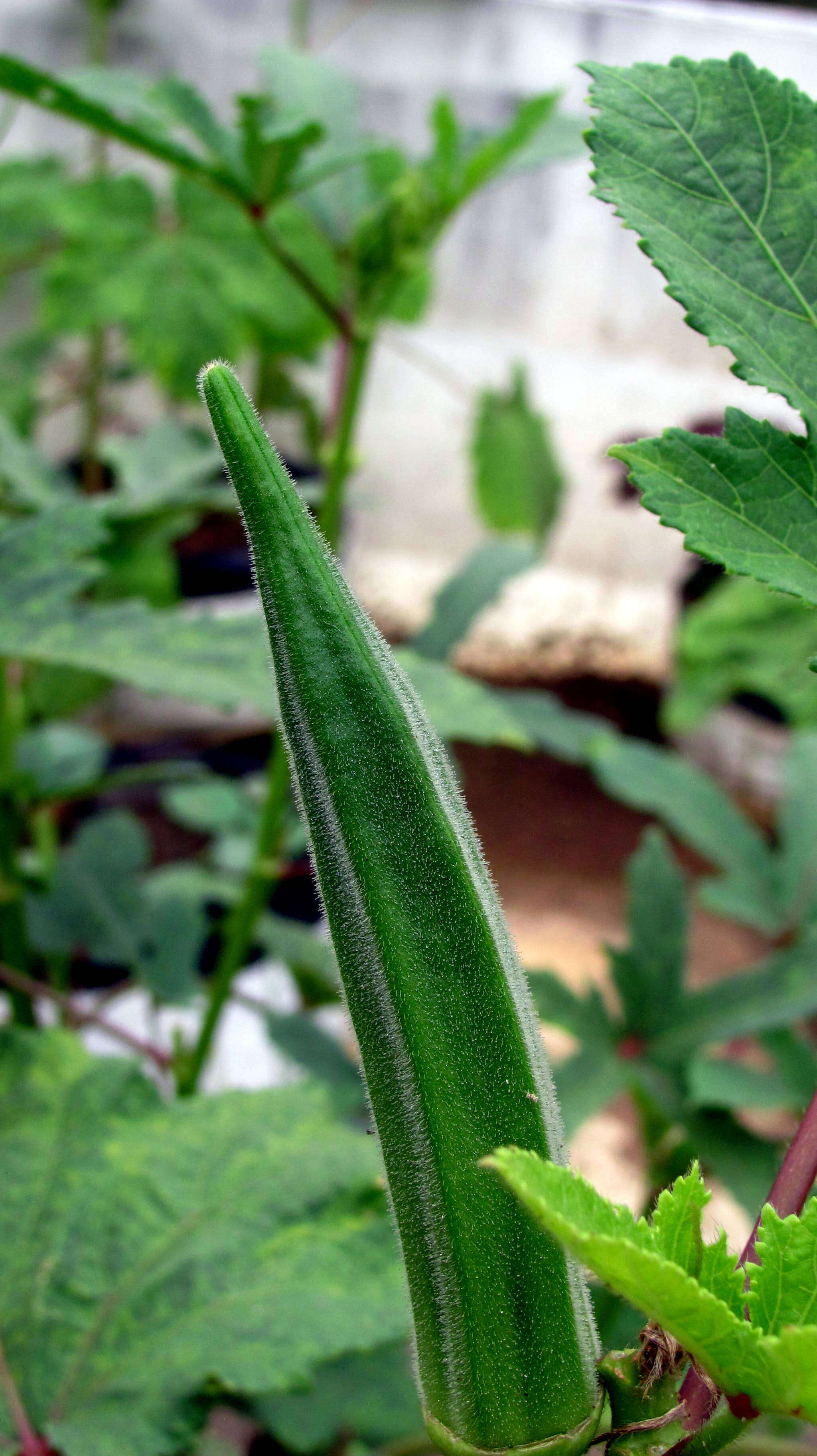 Image of okra