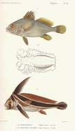 صورة Equetus lanceolatus (Linnaeus 1758)