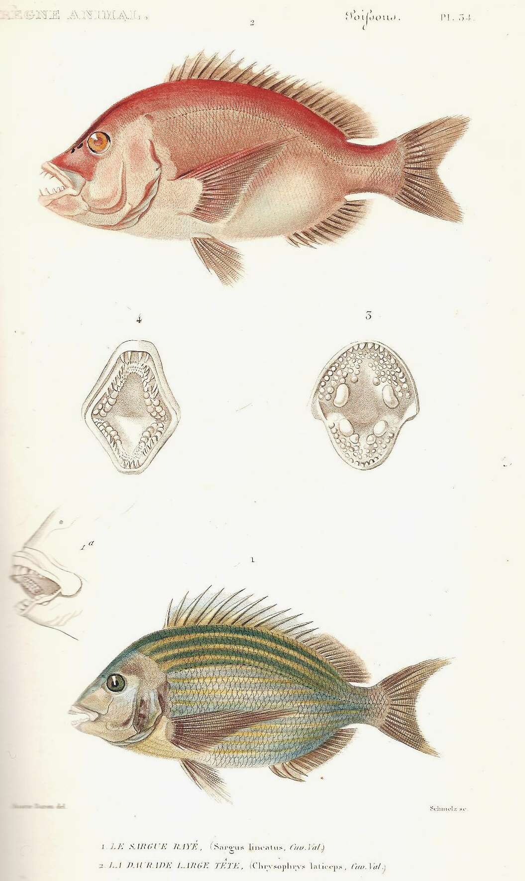 Image of Roman Seabream