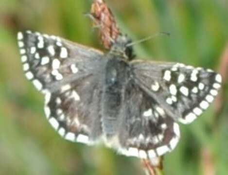 Image of Southern Grizzled Skipper