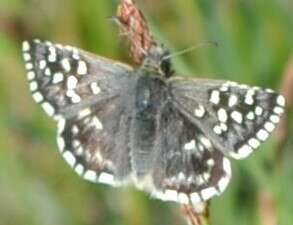 Image of Southern Grizzled Skipper