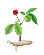 Image of Chinese ginseng