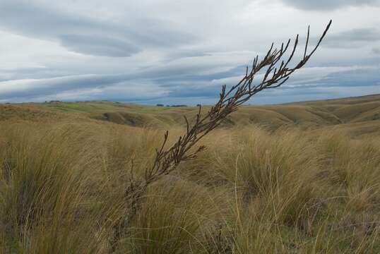 Image of Carmichaelia crassicaulis subsp. crassicaulis