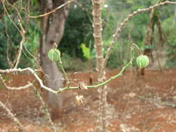 Image of cassava