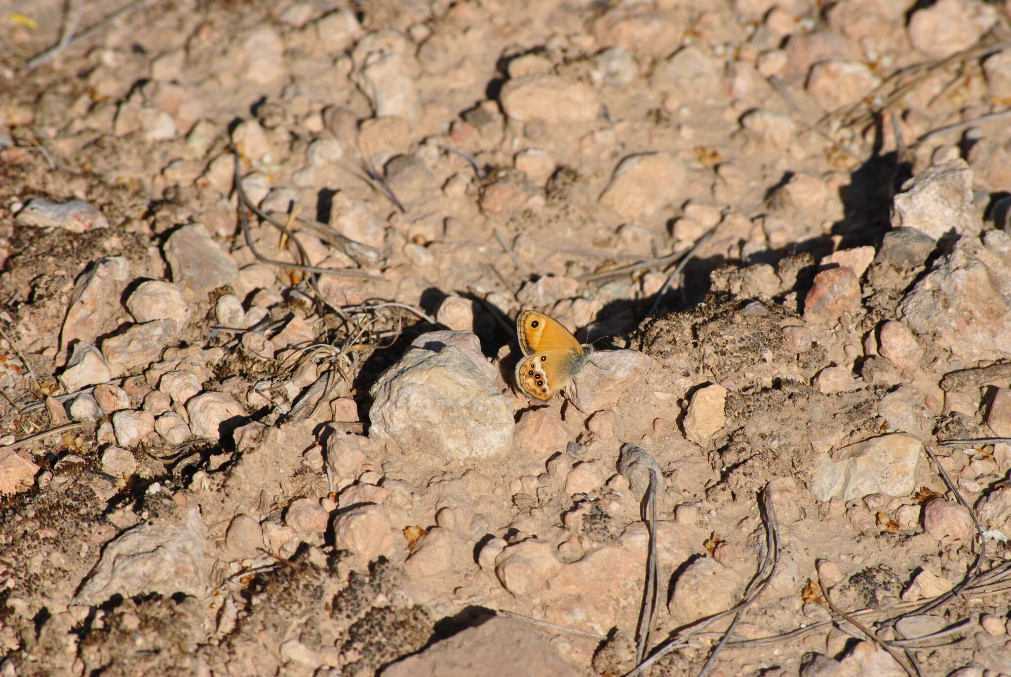 Image of Coenonympha dorus Esper 1782