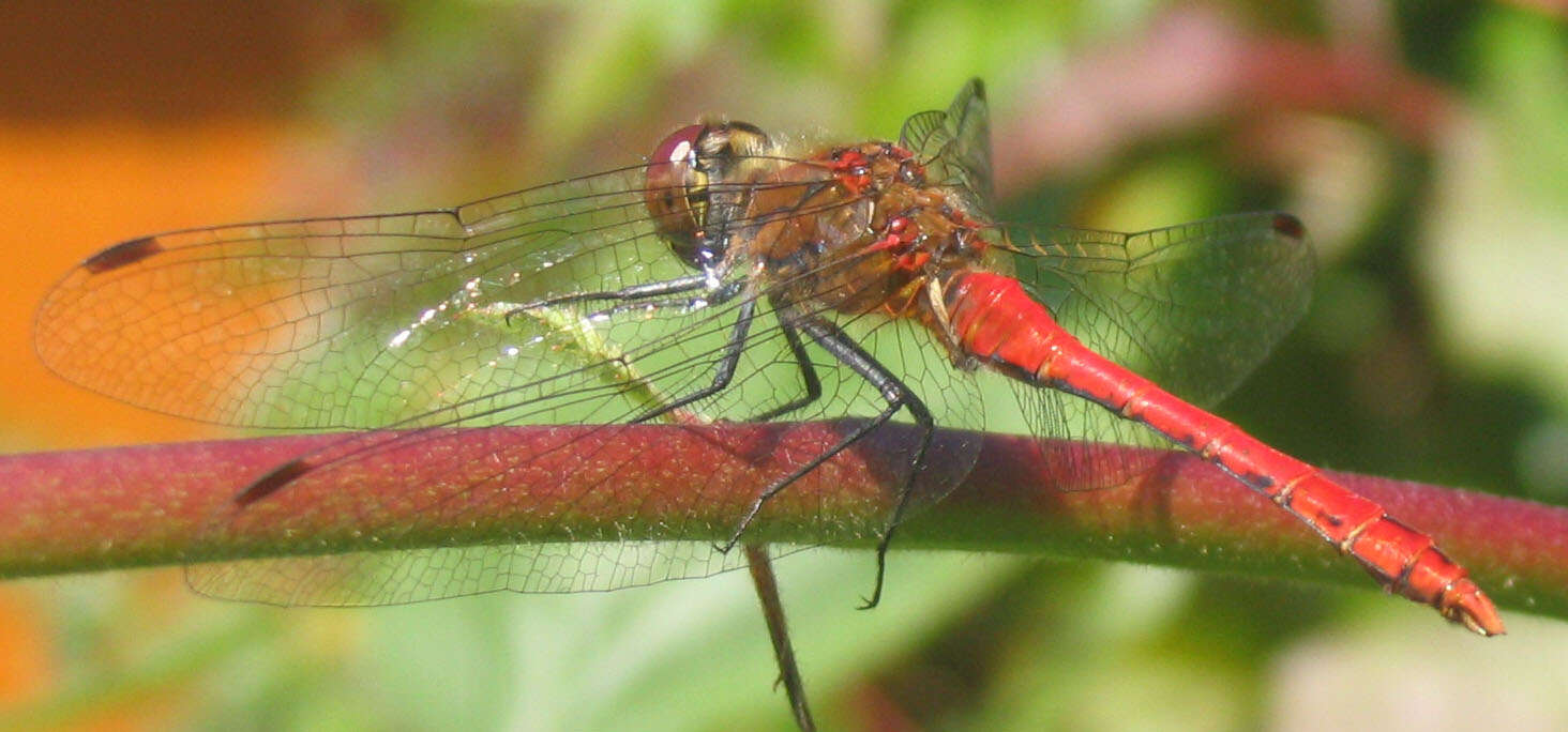 Image of Ruddy Darter