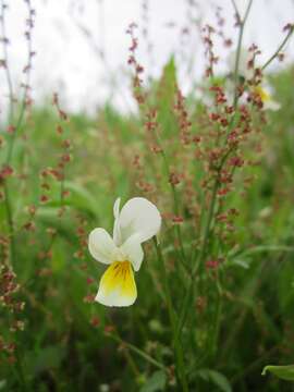 Image of Sheep's Sorrel