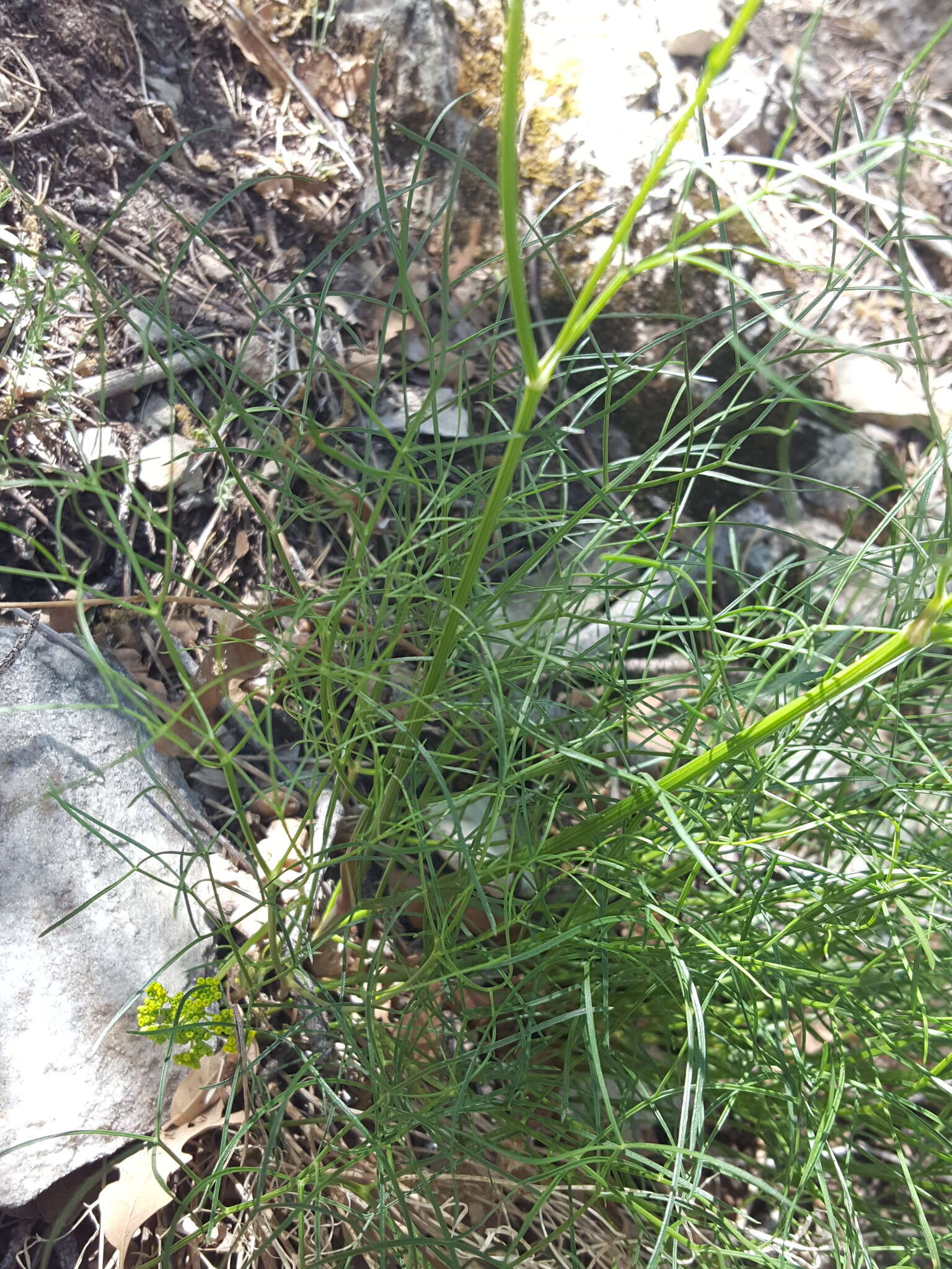 Image of Trans-Pecos Indian parsley