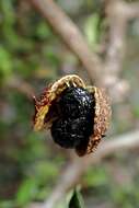 Image of Pittosporum divaricatum Cockayne