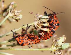 Image of <i>Graphosoma italicum</i>