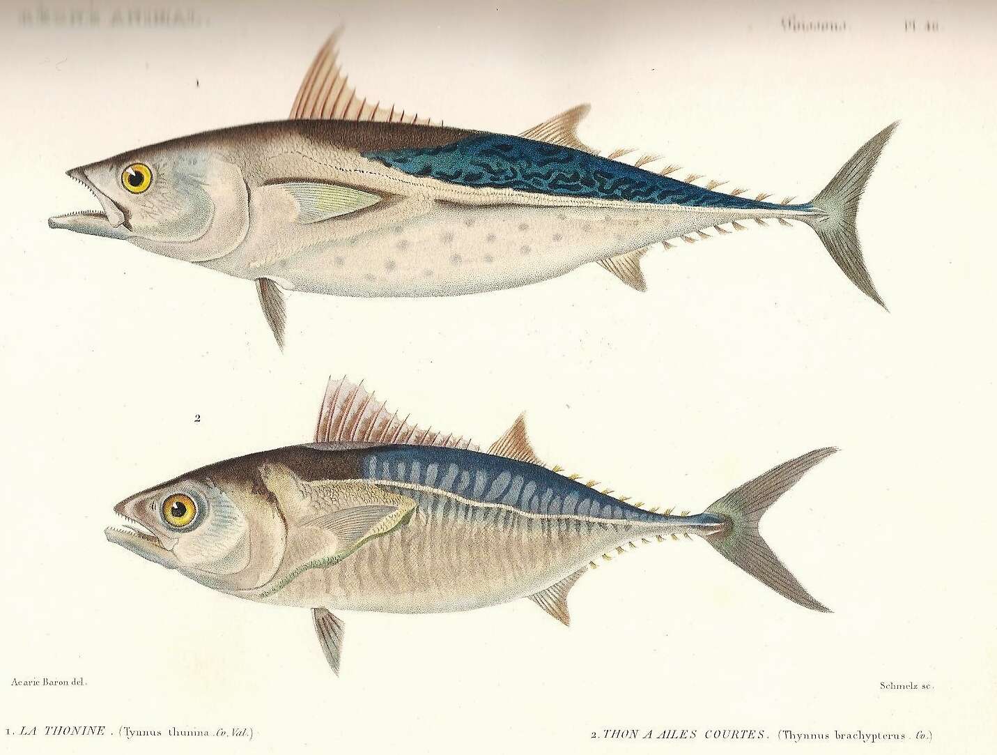 Image of Atlantic Little Tuna