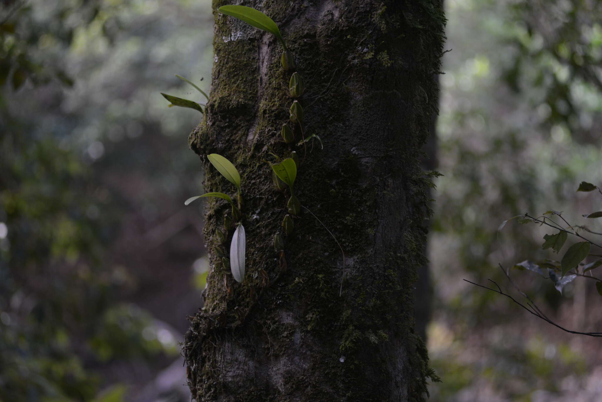 Image de Bulbophyllum longiflorum Thouars