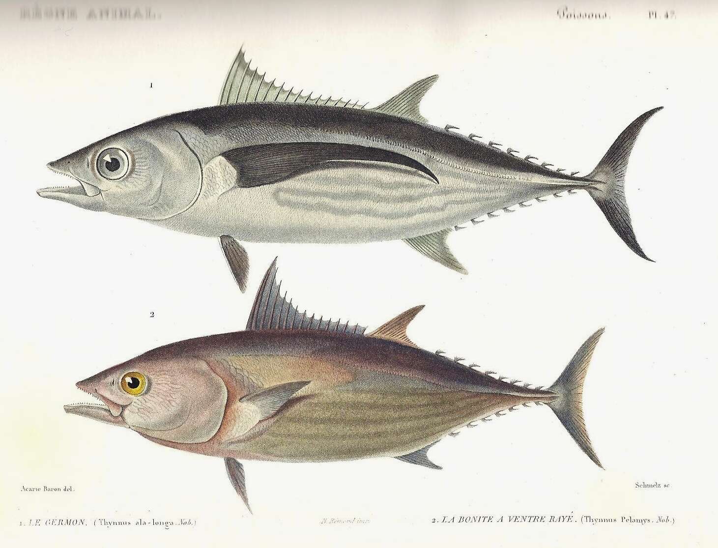 Image of Albacore Fish