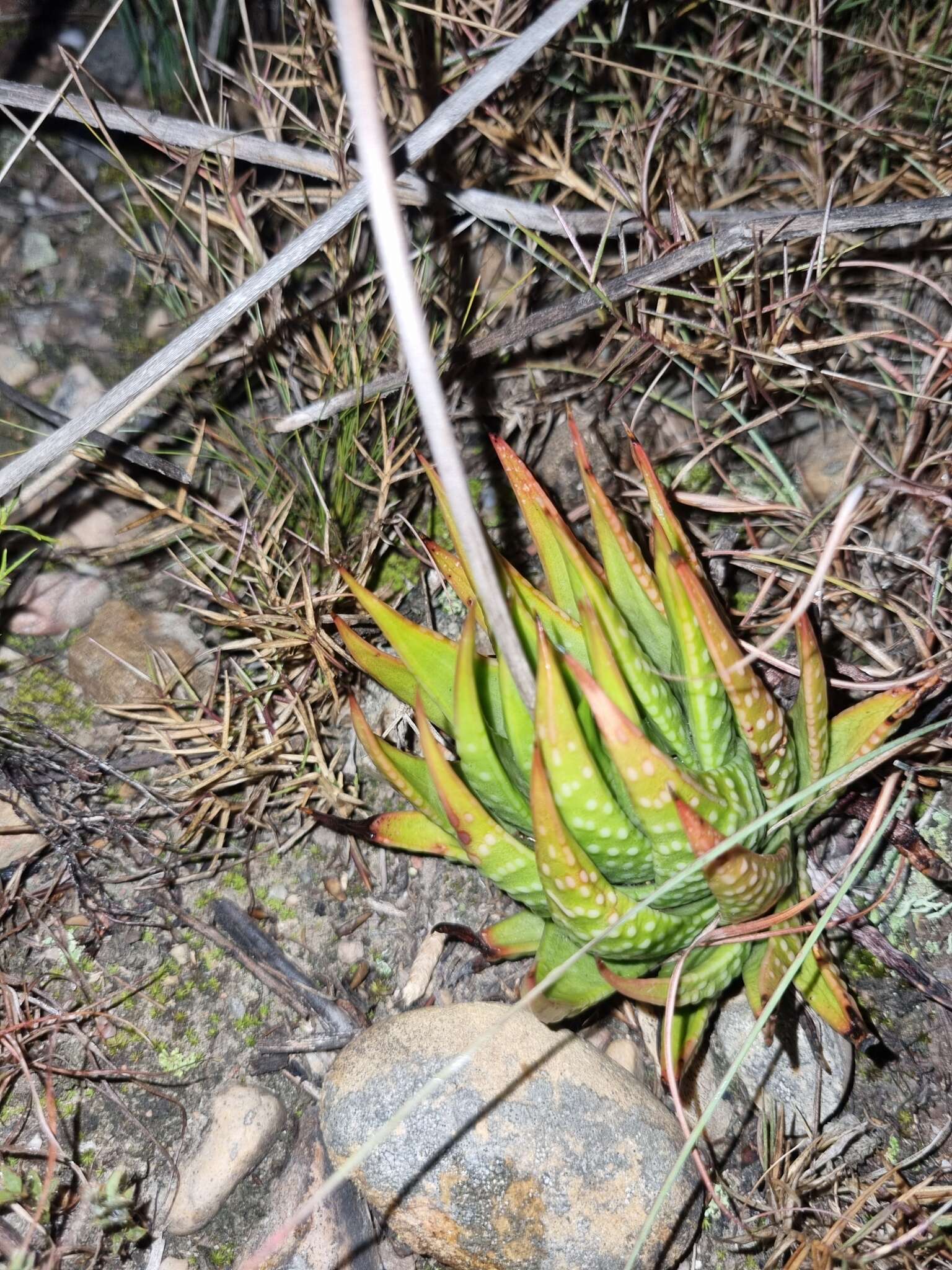 Image de Haworthia kingiana Poelln.