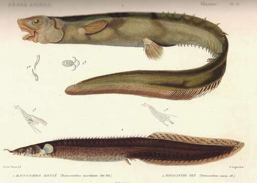 Notacanthus chemnitzii Bloch 1788的圖片