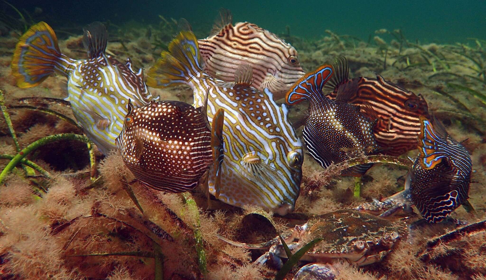 Image of Shaw&#39;s cowfish