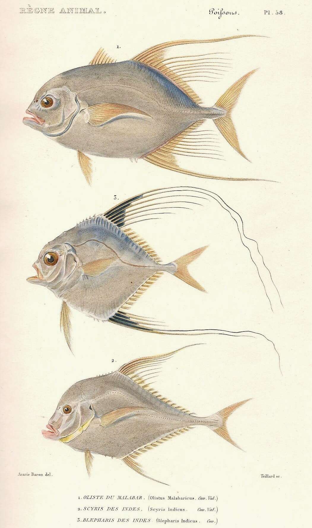 Image of Bumpnose trevally