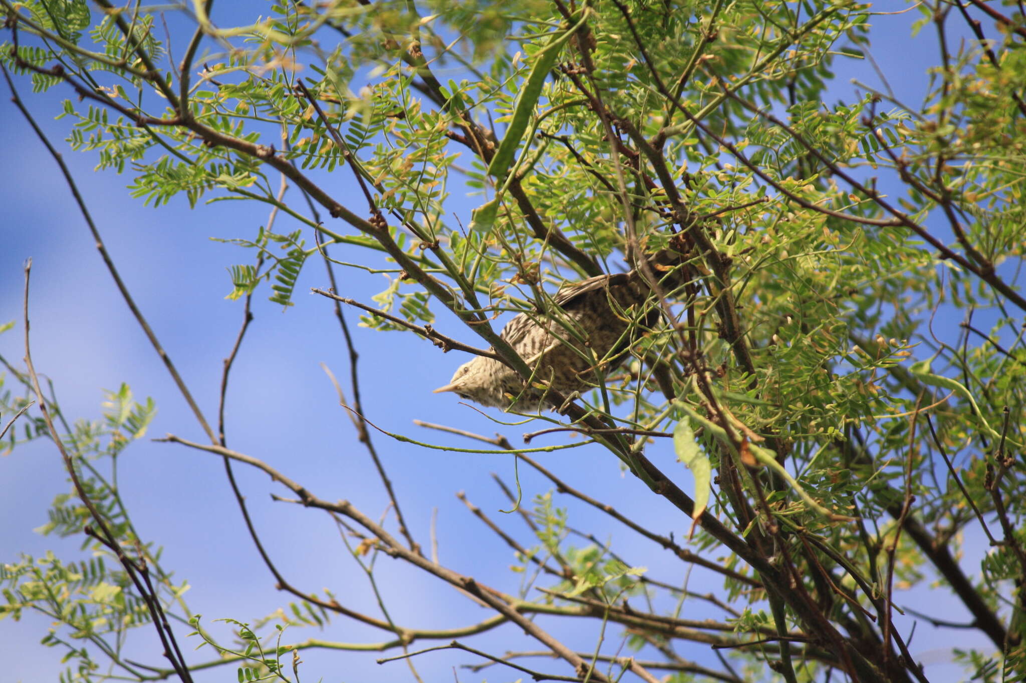 Image of Fasciated Wren